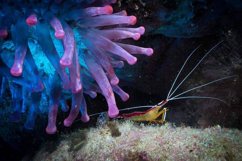 Projetos de exploração sustentada de mariscos nos mares da Macaronésia apresentados amanhã