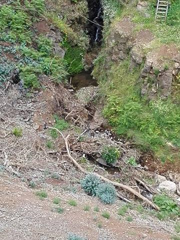 PPM-M preocupado com árvores abandonadas uma vez cortadas após os incêndios