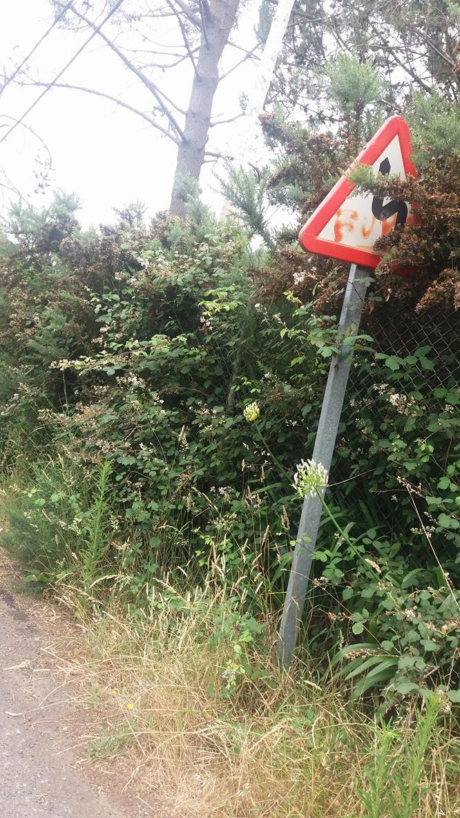 CDS Santa Cruz denuncia falta de limpeza nas bermas das estradas na Camacha