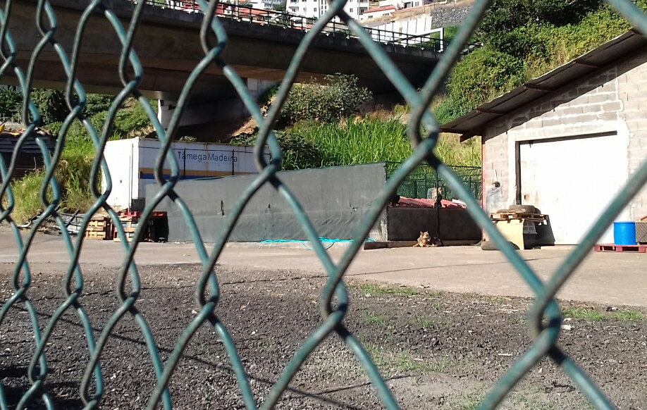 Ricardo Sousa considera “deplorável” situação dos animais errantes resgatados pela Câmara de Machico