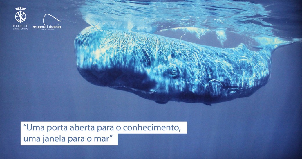 “No coração do mar” fecha amanhã ciclo de cinema no Museu da Baleia