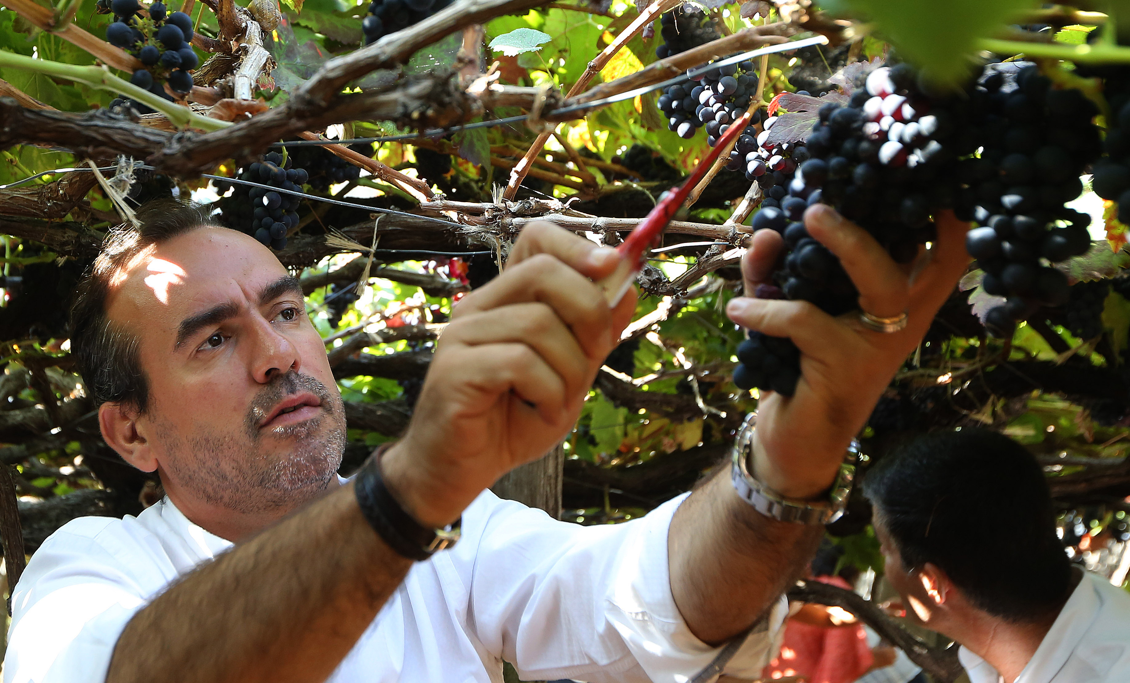 Câmara de Lobos dá 13 cêntimos a viticultores que não consigam escoar produção