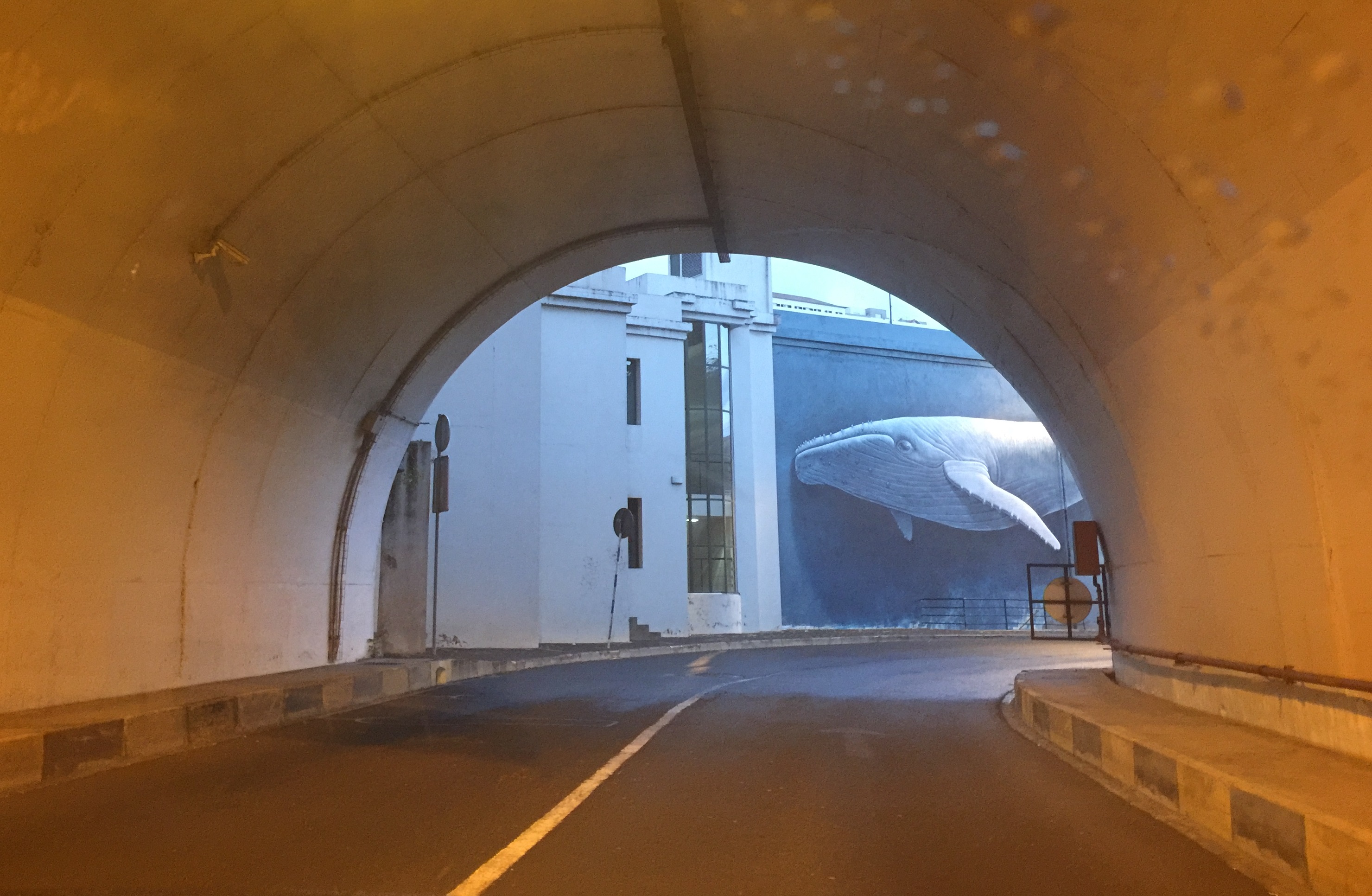 Baleia ao fundo do túnel!