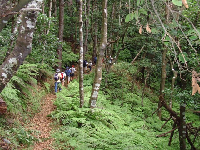 407 mil euros para requalificar parques florestais das Queimadas e Ribeiro