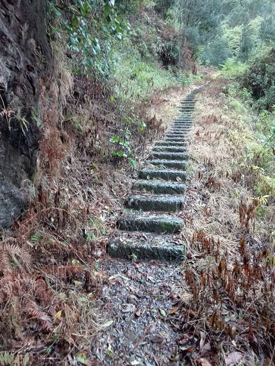 MPT denuncia uso de herbicidas no concelho de Machico