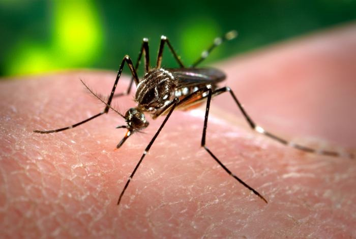 Secretaria da Saúde faz ponto da situação sobre o mosquito
