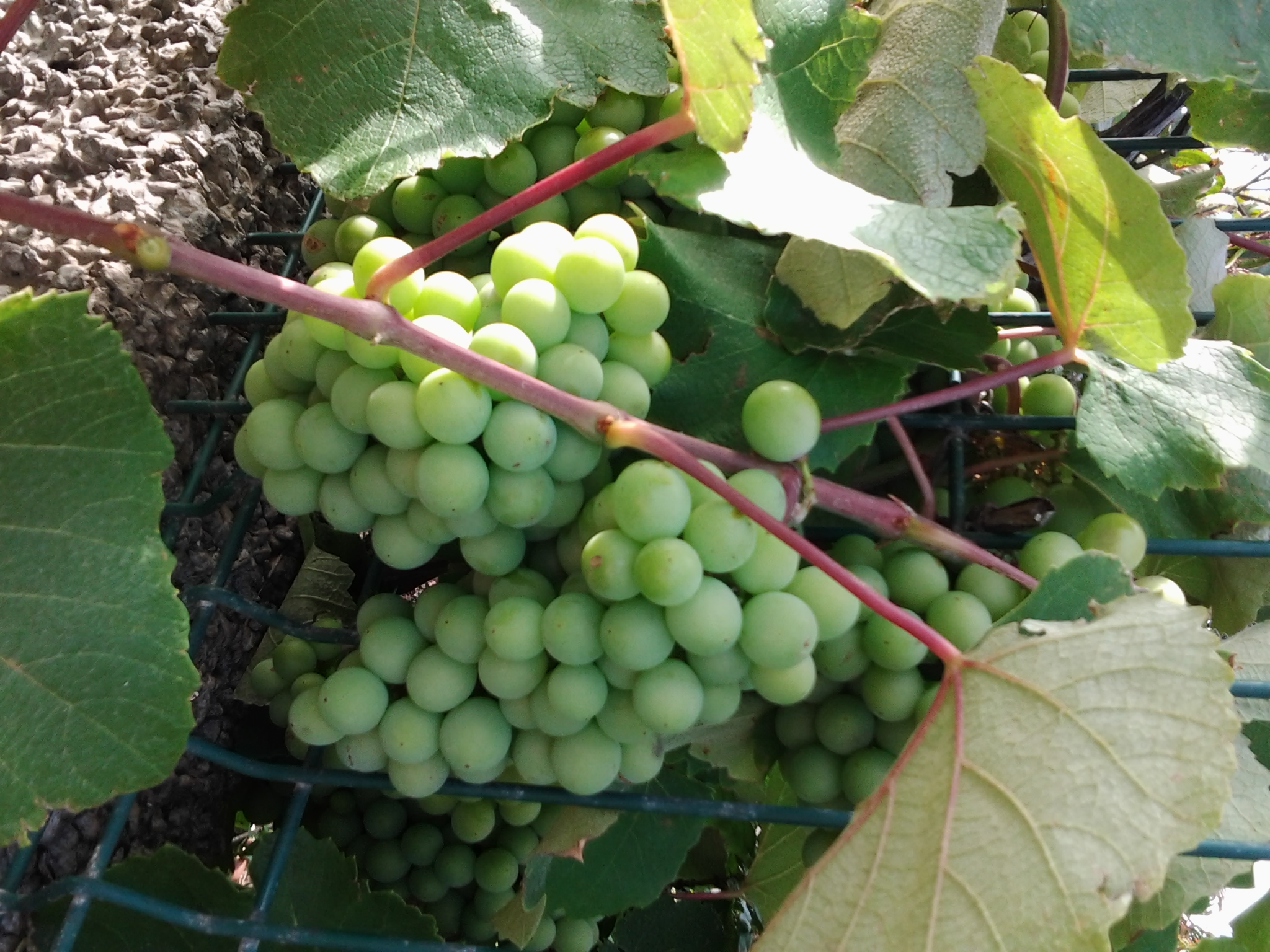 Instituto do Vinho recebe uvas que as ‘casas’ de vinho não receberem