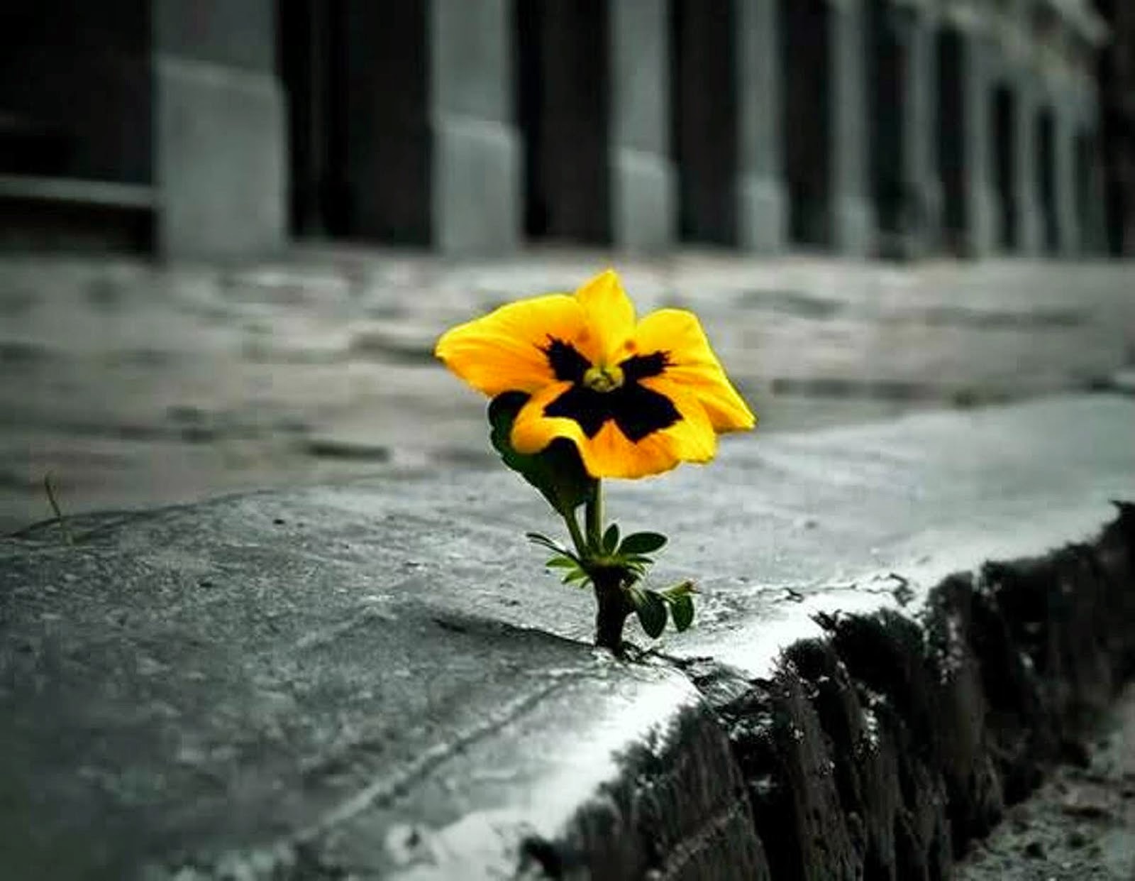 Um conto de Natal: Flor em chão de pedra