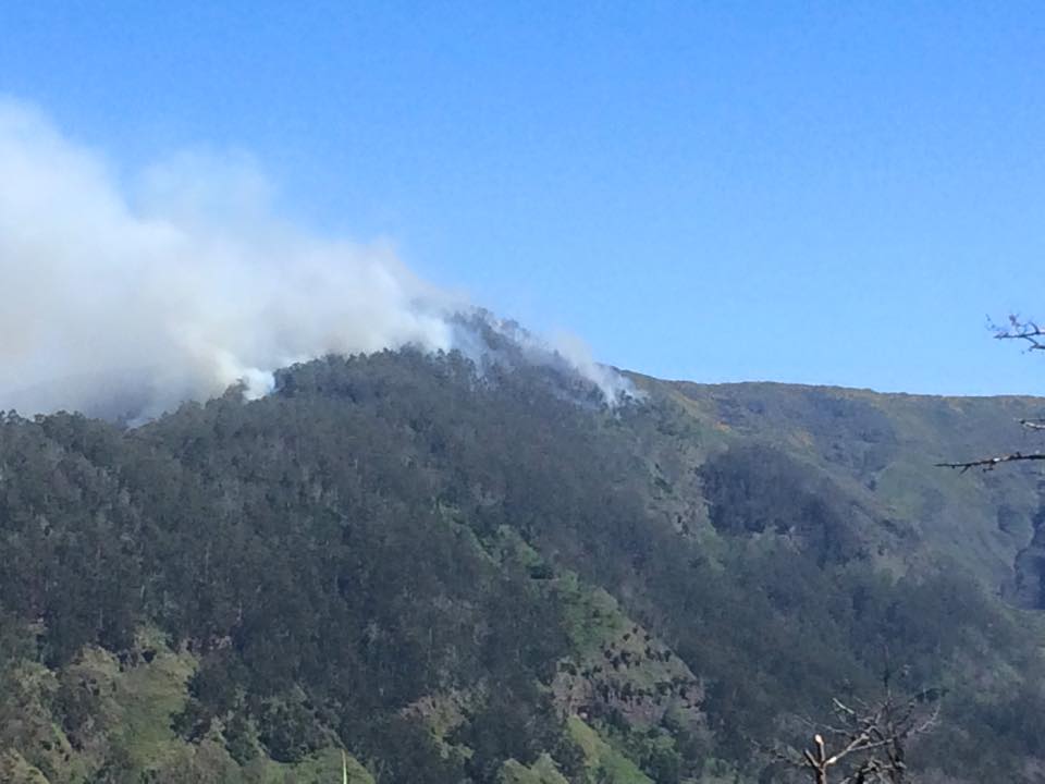 Rubina Leal vai para o terreno vigiar incêndios florestais