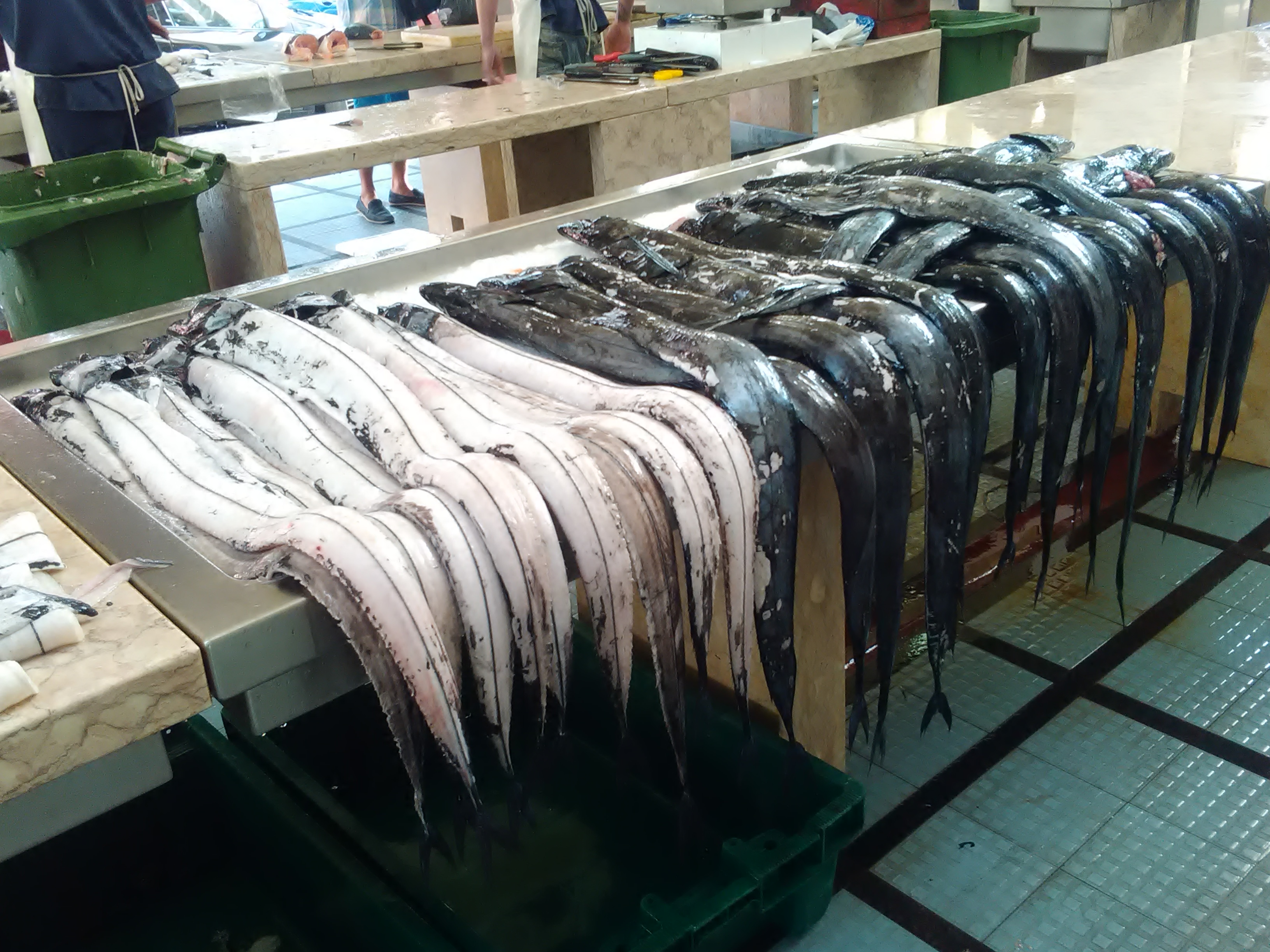 Região discute em Lisboa Plano de Gestão para a pesca do peixe-espada preto