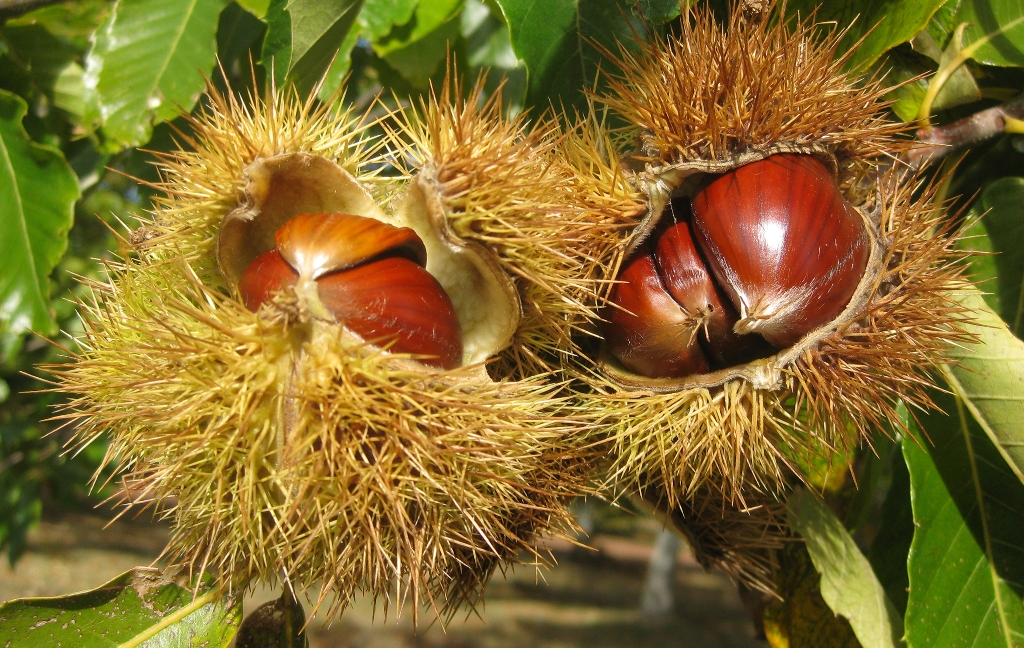 “Os Castanheiros do Curral das Freiras”