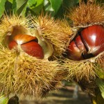 “Os Castanheiros do Curral das Freiras”