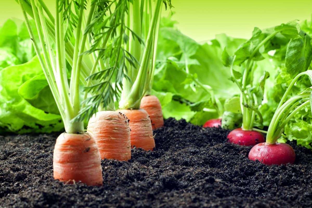 “Agricultura Regional – Produção (+) Segura” em debate nos Canhas e nos Prazeres