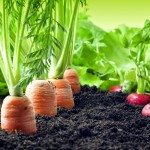 “Agricultura Regional – Produção (+) Segura” em debate nos Canhas e nos Prazeres