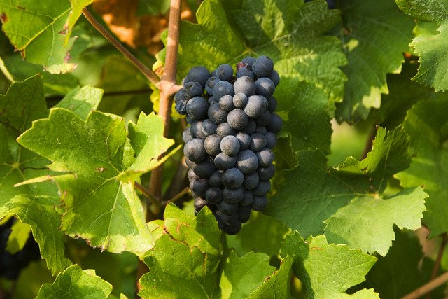 Viticultura em foco no Porto Santo