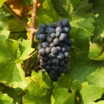 Viticultura em foco no Porto Santo